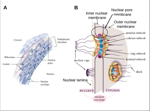 Figure 1: Composition of the nuclear envelope in eukaryotic cells. A. The nuclear envelope is  a system of nuclear membranes continuous with the rough endoplasmic reticulum