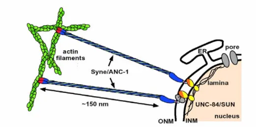 Figure 1.4. A model for nuclear anchorage in C. elegans. The KASH domain (light blue) is targeted to the  outer nuclear membrane (ONM) through an interaction with the C-terminus of UNC-84 (yellow), which  may occur through an unknown intermediate protein o