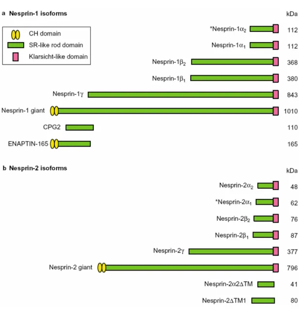 Figure 1.5. Domain structures of major isoforms generated from the Nesprin-1 and Nesprin-2 genes