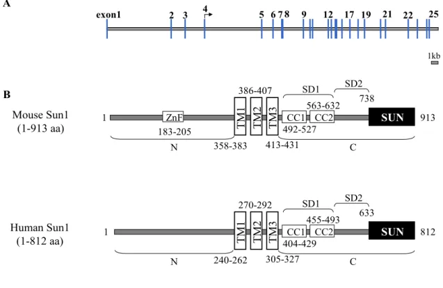 Figure 2.6. Genomic organization of mouse SUN1 and domain architecture of mouse and human Sun1