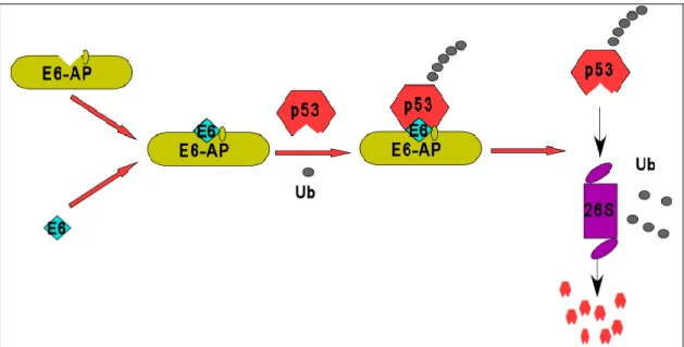 Figure 3: Model for the ubiquitination and degradation of p53 in HPV-positive  cells. I n HPV-positive cervical cancer cells, the E6 oncoprotein forms a complex with the  cellular ubiquitin-ligase E6-AP which then targets p53 for polyubiquitination and sub