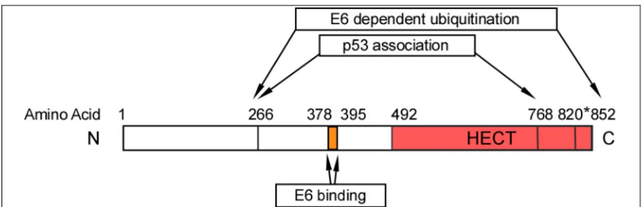 Figure 4: Schematic representation of the regions of E6-AP that direct E6 binding,  E6 dependent association with p53, and E6 dependent ubiquitination of p53.