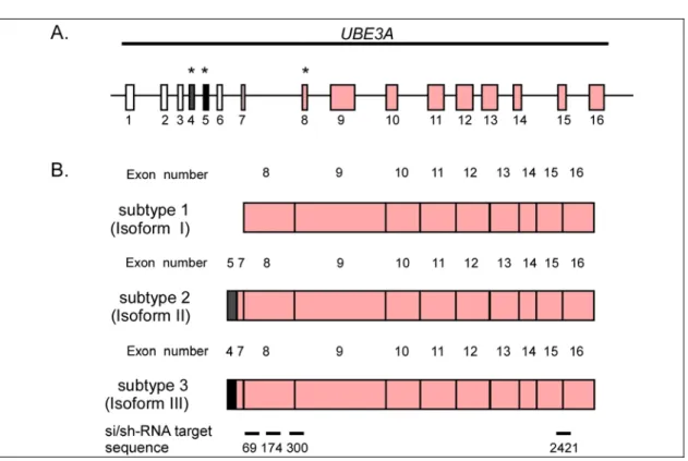 Figure 7: Schematic representation of the splice variants of E6-AP and the  location of the siRNA/shRNA targeting sequences