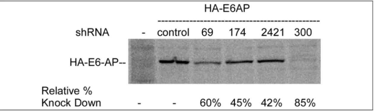 Figure 8: Evaluation of the silencing potency of different shRNAs specifically  targeting E6-AP