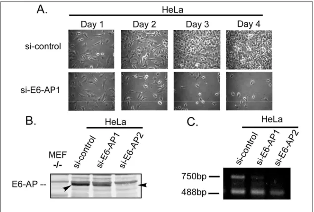 Figure 9: Down-regulation of E6-AP has a growth suppressive effect in HPV-18E6  positive HeLa cell line