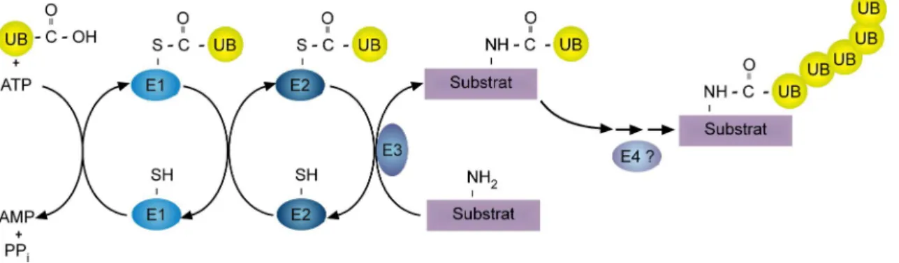 Abb. 2: Schematische Darstellung der Ubiquitin-Konjugation 