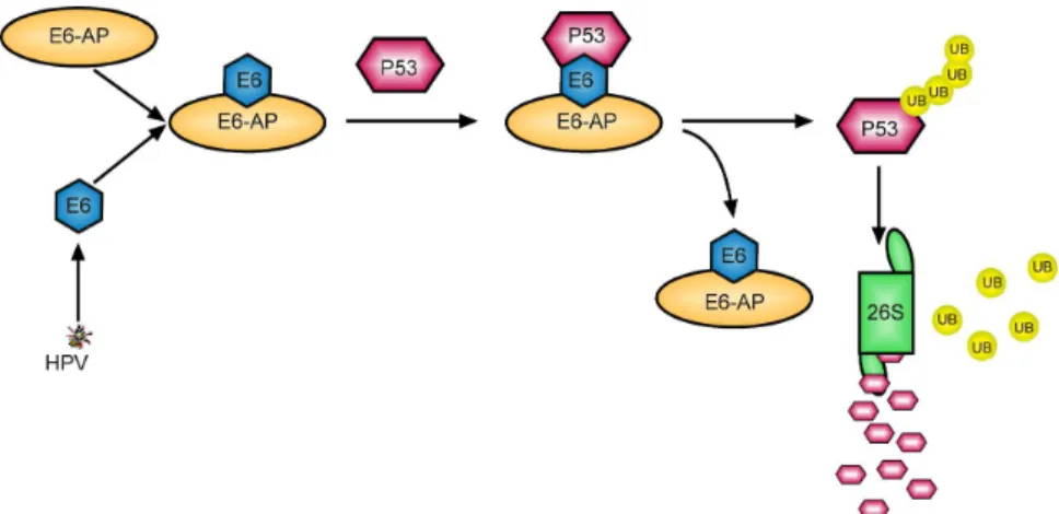 Abb. 5: Model der E6/E6-AP vermittelten Ubiquitinierung sowie Abbau von p53 in HPV positiven Zellen