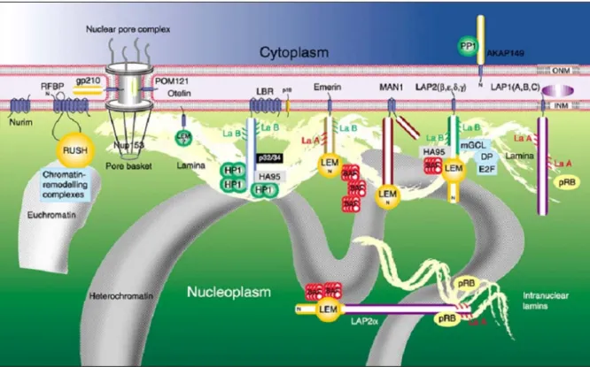 Abb. 1.1 Vorgeschlagene Organisation der Kernmambranproteine, Kernlamina und Chromatin  OMN: Äussere Kernmembran, IMN: Innere Kernmembran; Cytoplasm: Zytoplasma (aus:) 