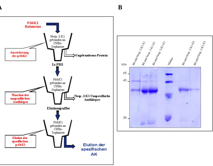 Abb. 3.3 Affinitätsreinigung des pAbK1 Antikörpers  