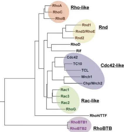 Abbildung 1.1 Phylogenetischer Baum der Rho GTPasen. Eine Analyse der Aminosäuresequenz  und funktionellen Daten zeigt fünf große Unterfamilien: RhoA-ähnliche (Rho-like), Rac-ähnliche  (Rac-like), Cdc42-ähnliche (Cdc42-(Rac-like), Rnd und RhoBTB Proteine