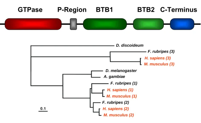 Abbildung 1.3 Die Domänenstruktur und phylogenetischer Baum der RhoBTB Proteine. 