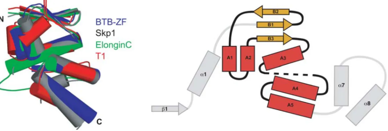 Abbildung 1.5 Vergleich der BTB-Struktur. Der Kern von 95 Aminosäuren der BTB Domäne ist für  BTB-Zink-Finger (BTB-ZF), Skp1, ElonginC und T1 gezeigt