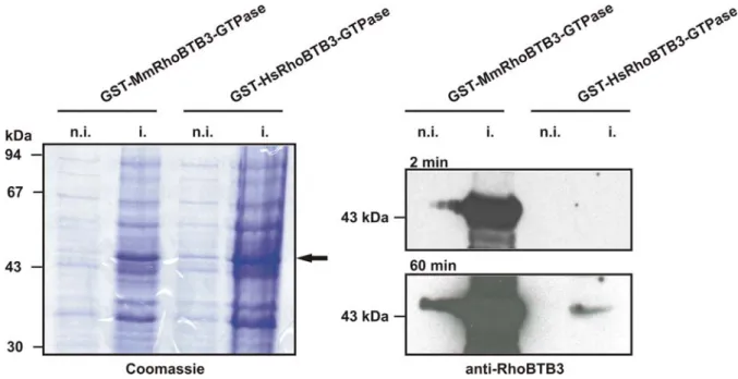 Abbildung 3.2 Überprüfung der Antikörperspezifität. Die GTPase Domäne der RhoBTB3 Isoform  des Menschen und der Maus wurde rekombinant als GST-Fusion in Bakterienzellen exprimiert (n.i.,  nicht induziert; i., induziert)