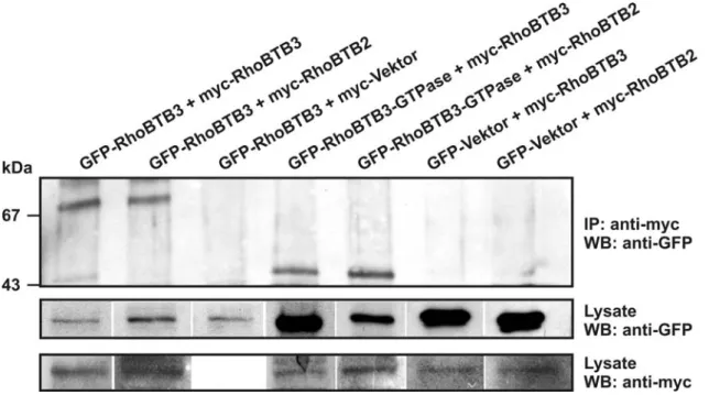 Abbildung 3.6 RhoBTB Proteine bilden Homo- und Heterodimere in vivo. COS7-Zellen wurden  mit RhoBTB als GFP-Fusionen und myc-Fusionen transfiziert, mit anti-myc-Antikörper  immunpräzipitiert und im Western-Blot nach 12%-iger SDS-PAGE mit Antikörper gegen G
