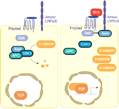 Figure III. Canonical Wnt signaling (Logan and Nusse, 2004) 