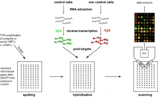 Figure A. Principle of DNA microarray analysis.  cDNAs or partial ORFs are amplified by PCR  and subsequently printed onto the microarray slides