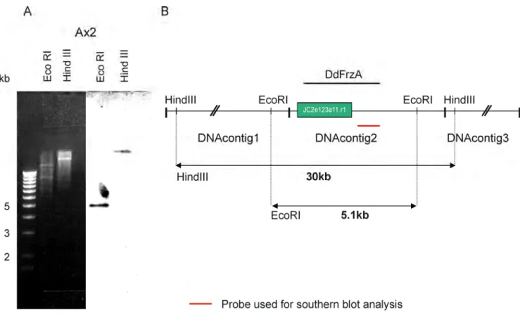 Figure 1.  Southern blot analysis of Ax2 genomic DNA to confirm the information of the FrzA  gene