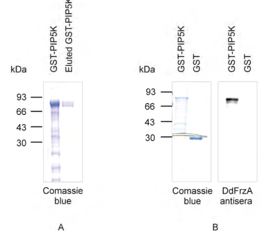Figure 9. Characterisation of the C-terminus specific FrzA antibodies (Anti-FrzA).  A) The pure  gel eluted GST-PIP5K protein was run along with the 7M urea solubilised GST fusion protein on a  10% SDS-polyacrylamide gel and stained with Coomassie blue