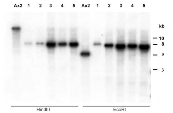 Figure 10B. Disruption of the FrzA gene in wild-type Ax2 cells by homologous recombination