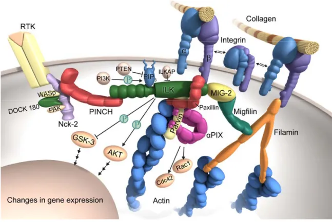 Figure 1-1 ILK-PINCH-parvin complexes localize to focal adhesion sites through the interaction of ILK with  the  β1 or β3 integrin tail