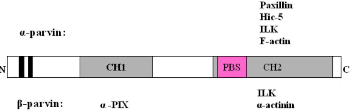 Figure 1-4 Schematic representation of the domain structure of α- and β-parvin and their binding  partners