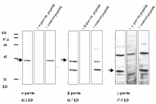 Figure 3.1-2 α-, β- and γ-parvin peptide antisera recognize corresponding parvin proteins at calculated  molecular weights (the first column of each blot group, α-parvin 42 kD, β-parvin 41.7 kD, and γ-parvin 37.5  KD) in spleen lysate