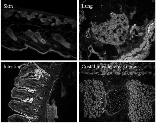 Figure 3.1-6 Immunostaining of α-parvin on tissue cryosections. α-parvin peptide antiserum gave specific  signals on tissue cryosections, such as skin and embryonic tissues of lung, muscle and cartilage