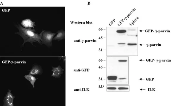 Figure 3.2-3 Subcellular localization of γ-parvin in fibroblasts. GFP and GFP-γ-parvin plasmids were  transfected into NIH/3T3 cells