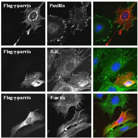 Figure 3.2-4 Subcellular localization of Flag-tagged γ-parvin in fibroblasts. Flag-tagged γ-parvin was  absent at focal adhesion site-like structures and distributed in the cytoplasm