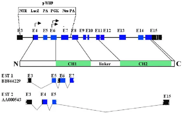Figure 3.2-6 The scheme of gene and protein structures of γ-parvin,  γ-parvin alternative splicing and  the gene targeting strategy