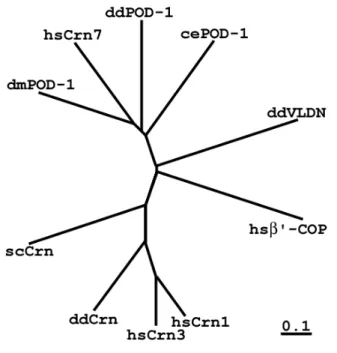 Fig. 3. Phylogenetic analysis of the coronin family members, including POD-1 proteins, performed using  the cluster algorithm