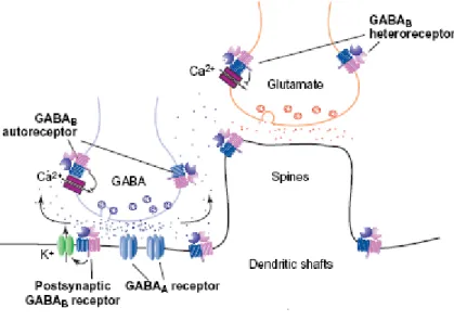 Figure 2. Schematic representation of the GABA B  receptor heterodimer and its localization in  the brain (Cyran et al., 2005)