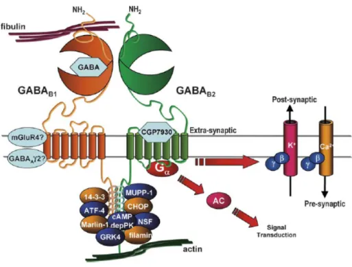 Figure 3. Schematic representation of the components of the putative GABA B  receptor 