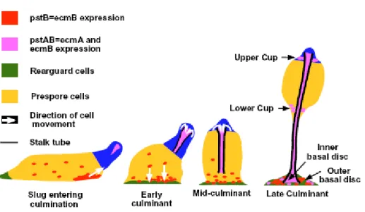 Figure 5. Diagramatic representation of the movements of ecmA and ecmB-expressing cells  during culmination