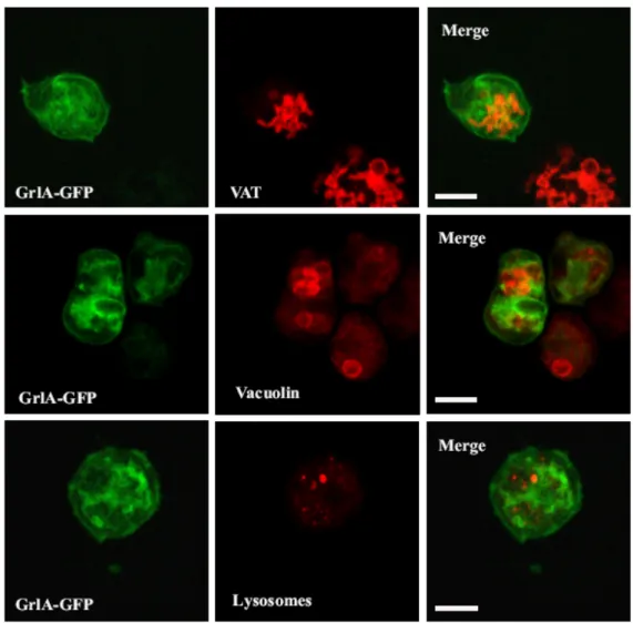 Figure 14B. GrlA-GFP cells were also stained with antibodies that detect the VatA subunit of the  vacuolar ATPase (mAb 221-35-2), Vacuolin (mAb 221-1-1) that stains the vacuoles, and with an  antibody against a lysosomal anitigen (mAb 221-342-5)