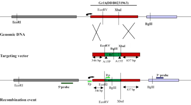 Figure 15A. Schematic representation of the homologous recombination event in the grlA locus