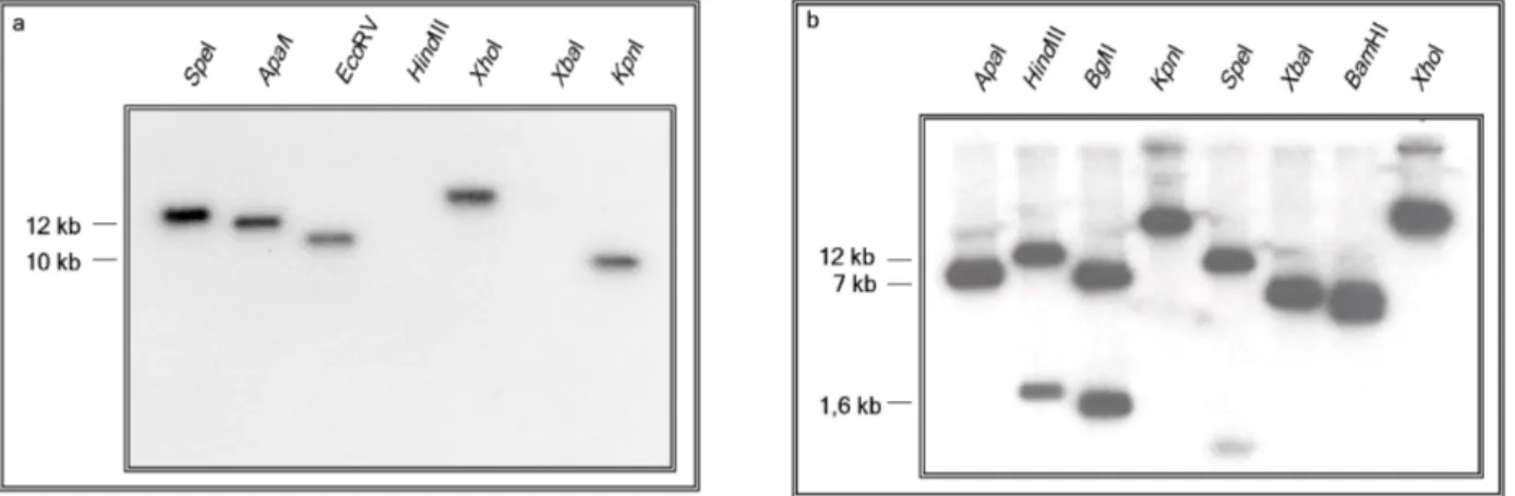Abb. 2 Southern-Blot Analysen der Restriktionsreaktionen der genomischen DNA aus Bac-Klonen