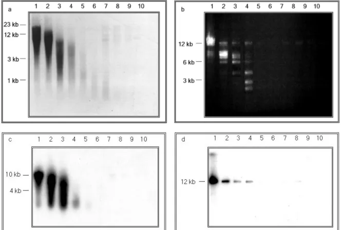 Abb. 3 Analyse der KpnI und ApaI Saccharosegradienten von BAC-Klon Nr. 4. a,b): TAE- TAE-Agarosegele
