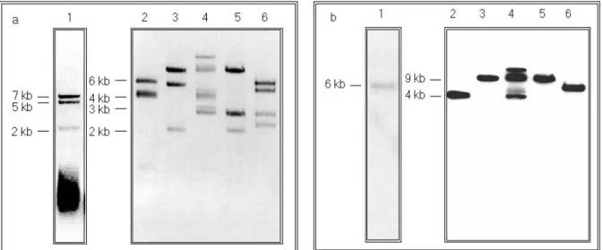 Abb. 7 Restriktionskartierung des ApaI-Fragments des BAC-Klons Nr.4. a) TAE-Agarosegel (1 % Agarose) im UV-Licht nach Anfärbung mit Ethidiumbromid