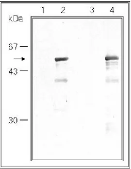 Abb. 17 Westernblot Analyse zur Bestimmung der Spezifität der polyklonalen anti-CAP1 Antikörper von Tier 1 (Spur 1 und 2) und Tier 2 (Spur 3 und 4).