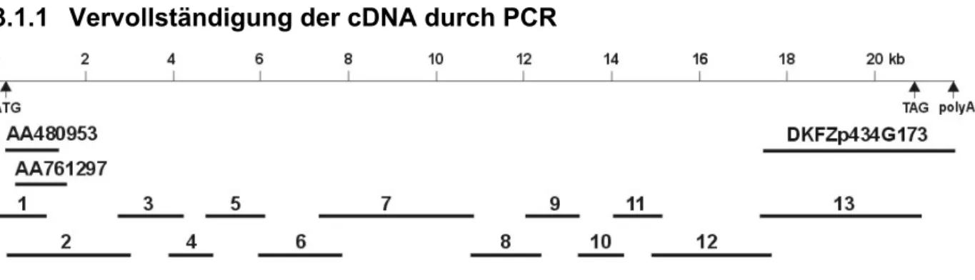 Abbildung 3.1 Erstellung der humanen NUANCE cDNA 
