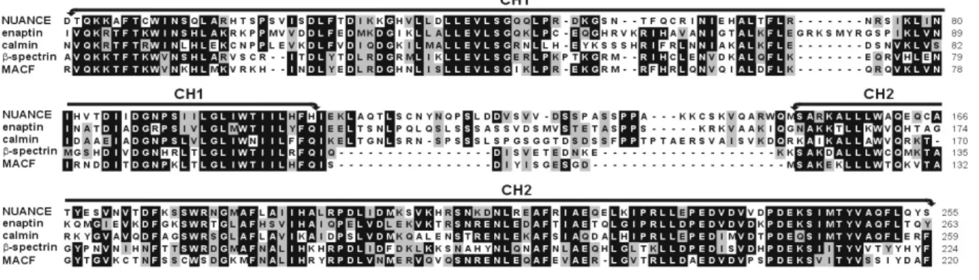 Abbildung 3.4 Vergleich von Aktin-Bindungs-Domänen (ABD) verschiedener Proteine 