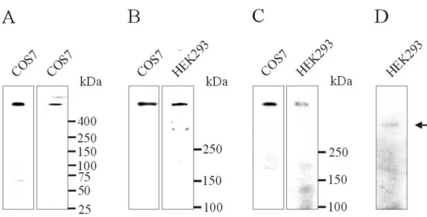 Abbildung 3.7 Nachweis der 800 kDa großen NUANCE Proteins in COS7 und HEK293-Zellen  (A) Westernblotanalyse von COS7-Zell-Lysaten mit mAk K20-478-4 (links) und mAk K49-260-1  (rechts)