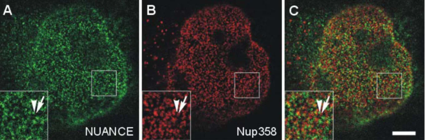 Abbildung 3.10 Lokalisierung des NUANCE Proteins und Proteinen des Kernporenkomplexes  in COS7-Zellen 