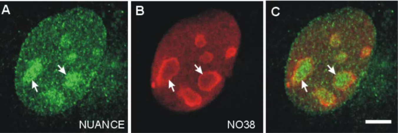 Abbildung 3.12  Triton X-100 permeabilisierte COS7-Zellen weisen eine intranukleäre NUANCE  Färbung auf 