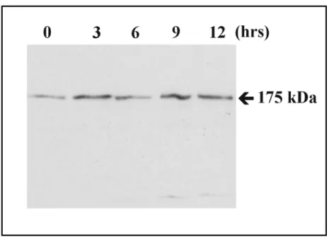Figure 4. Western blot analysis of PhdB at different developmental stage. Dictyostelium  cells harvested at different developmental time points were lysed with 1x sample buffer