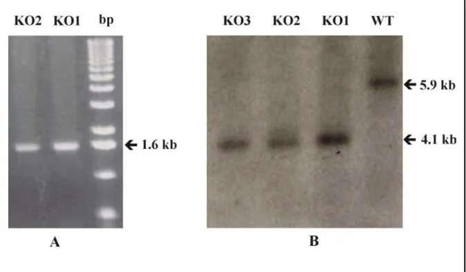 Figure 6. PCR and Southern blot analysis of transformants. A) PCR analysis was done  using the genomic DNA isolated from the transformants