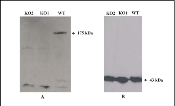 Figure 7. Western blot analysis. A. Western blot analysis of cell homogenates derived  from AX2 and PhdB -  cells