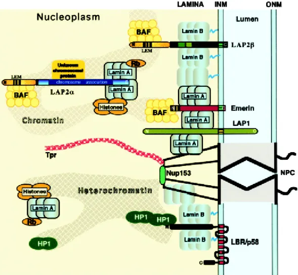Figure 1.2: Proposed molecular interactions between components of the peripheral lamina, the  nucleoskeleton and chromatin