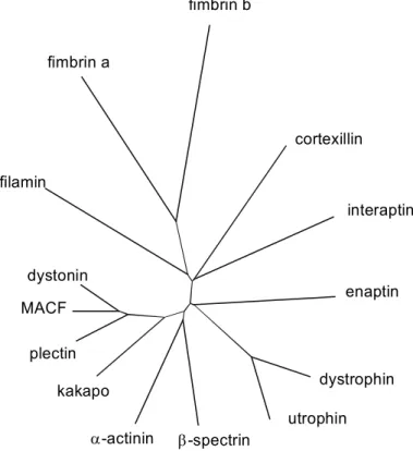 Figure 3.3: Phylogenetic tree of the actin binding domains of Enaptin and the ABDs of other proteins of  the α-actinin superfamily based on the calculation from ClustalW alignment of these domains